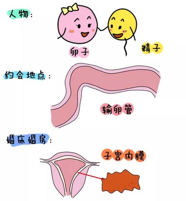 正规医院供卵助孕多少钱,深圳三代试管子宫腺肌症：解锁胚胎着床率提升的3大秘籍
